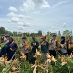 Polsek Merauke Kota Dukung Ketahanan Pangan, Panen Jagung di Kampung Semangga Jaya