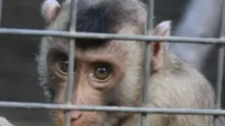 Aniaya Satwa Dilindungi, Dua Warga di Malaka Diamankan Oleh Polres Malaka