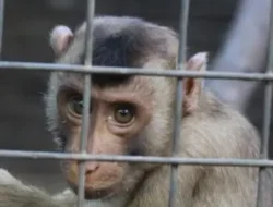 Aniaya Satwa Dilindungi, Dua Warga di Malaka Diamankan Oleh Polres Malaka