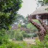 Suasana Kebun Binatang Bandung Kondusif, Satwa Terpantau Aktif