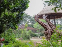 Suasana Kebun Binatang Bandung Kondusif, Satwa Terpantau Aktif