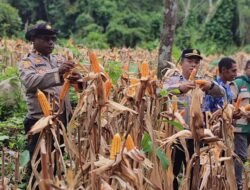 Dari Ladang Jagung, Polri Menjawab Instruksi Presiden: Fakfak Barat Panen untuk Ketahanan Pangan