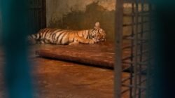 Anak Harimau di Kebun Binatang Bandung Mati Akibat Virus, Satu Ekor Lainnya Berangsur Membaik