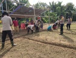 Polsek Bonggo Dorong Ketahanan Pangan, Bersama Petani Tanam Kacang Tanah di Kampung Rotea