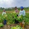 Polsek Muara Tami Sambangi Kelompok Tani Koya Barat, Perkuat Ketahanan Pangan Masyarakat