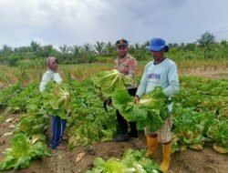 Polsek Muara Tami Sambangi Kelompok Tani Koya Barat, Perkuat Ketahanan Pangan Masyarakat