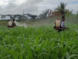 Dukung Ketahanan Pangan, Polsek Kurik Rawat Tanaman Jagung Warga Di Kampung Yogin 