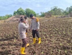 Polsek Jagebob Salurkan Bantuan Pupuk dan Dampingi Pemupukan Jagung di Kampung Mimi Baru 