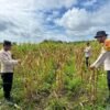 Dukung Ketahanan Pangan, Polsek Jagebob Pastikan Jagung Binaan Siap Panen