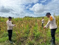 Dukung Ketahanan Pangan, Polsek Jagebob Pastikan Jagung Binaan Siap Panen