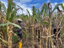 Dukung Swasembada Pangan, Polsek Muting Bersama Warga Panen Jagung Di Distrik Ulilin 