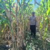 Polsek Nimbokrang Monitoring Persiapan Panen Jagung untuk Dukung Ketahanan Pangan Nasional