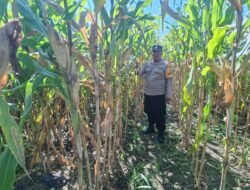 Polsek Nimbokrang Monitoring Persiapan Panen Jagung untuk Dukung Ketahanan Pangan Nasional