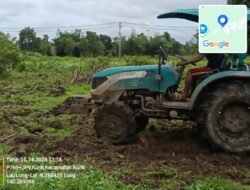 Dukung Ketahanan Pangan, Polsek Kurik Manfaatkan Lahan Produktif untuk Penanaman Jagung dan Rumput Gajah