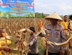 Polda Papua Gelar Panen Raya Jagung Kuartal II dan Dukung Program Ketahanan Pangan Nasional