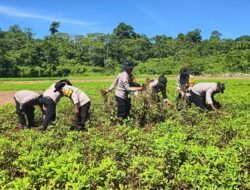 Panen Kedua Kacang Tanah, Polsek Bonggo Perkuat Ketahanan Pangan Bersama Kelompok Tani Papua Nusantara