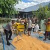 Polres Jayapura Lanjutkan Pengolahan Hasil Panen Jagung, Perkuat Program Ketahanan Pangan Nasional