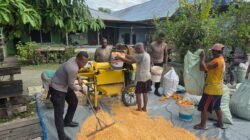Polres Jayapura Lanjutkan Pengolahan Hasil Panen Jagung, Perkuat Program Ketahanan Pangan Nasional