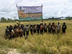 Dukung Ketahanan Pangan Nasional, Kapolsek Bonggo Turun Langsung Tanam dan Panen Padi Bersama Petani